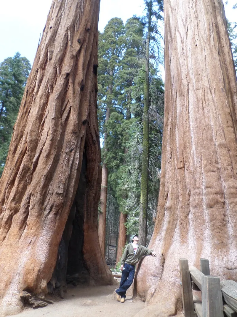 Selim Ali Tatar standing on a forest trail among sequoia trees